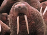 CannedWalrus