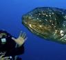 FriedCoelacanth 